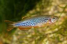 Danio Birmańskie