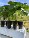 Paulownia elongata