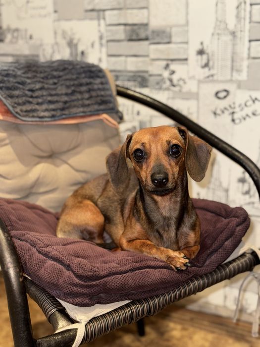 Вязка мини таксы (кобель).