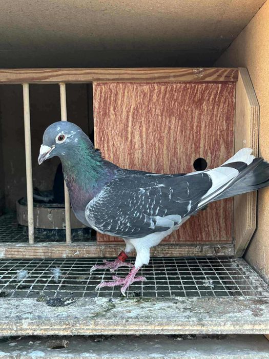 Gołębie pocztowe Krzysztof Pruski Houben