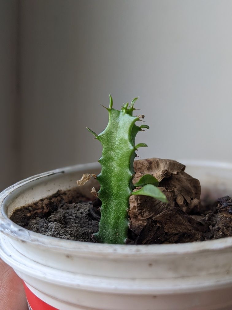 Euphorbia trigona, молочай тригранний, еуфорбія, трикутний