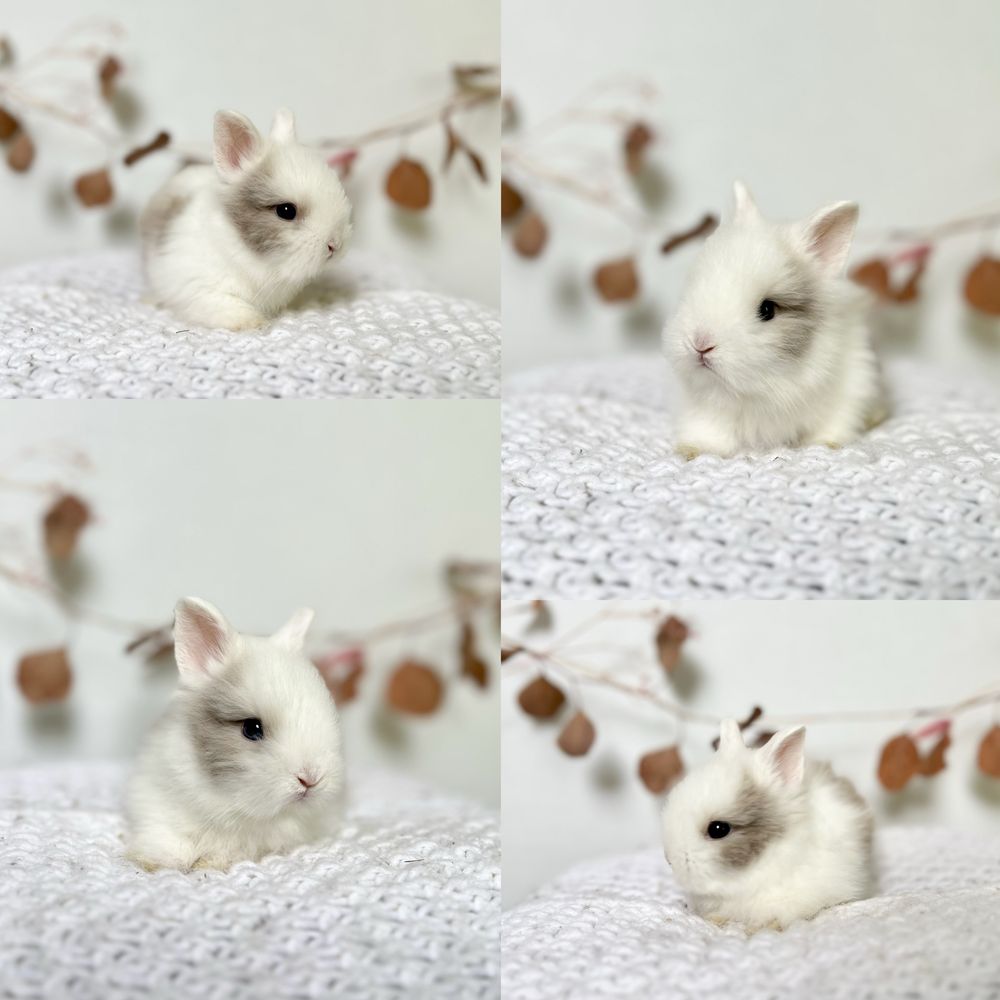 Karzełek Niderlandzki, Mini Lop króliczki rasy Karzełek Teddy