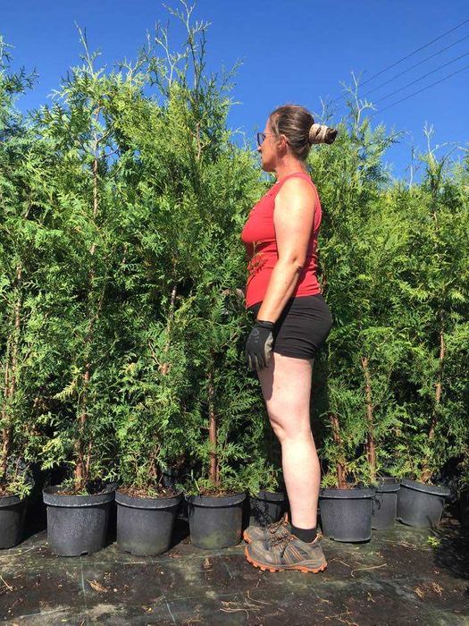 Tuja brabant w donicy 10l do 200cm rabat do 10%