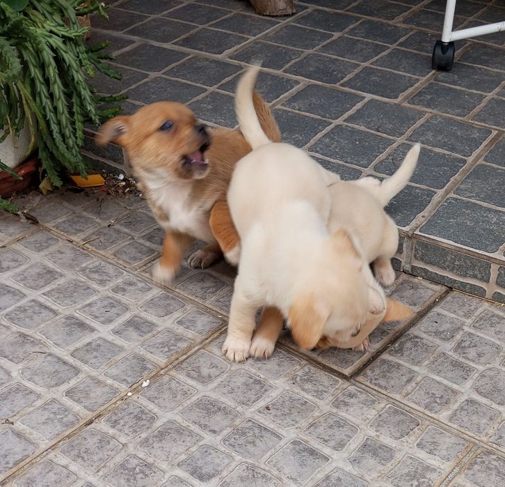 cãezinhos procura o melhor dono