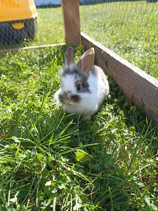 Króliczki miniaturki