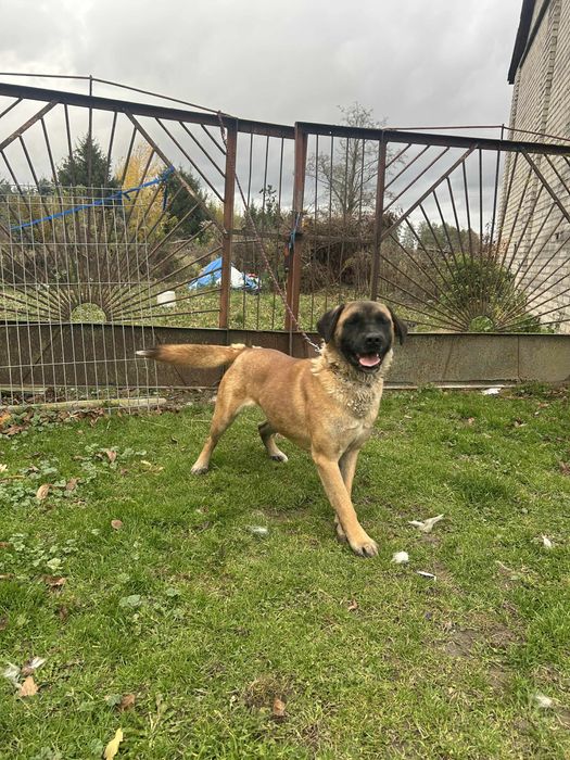 Oddam suczke w dobre ręce