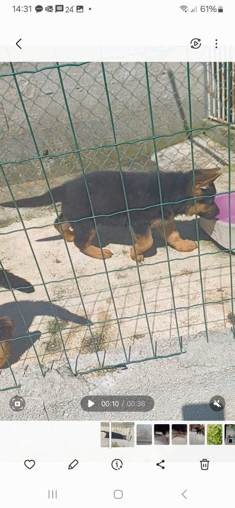 Pastor Alemão cachorro  Macho unicodisponivel Pais com Pedigre.