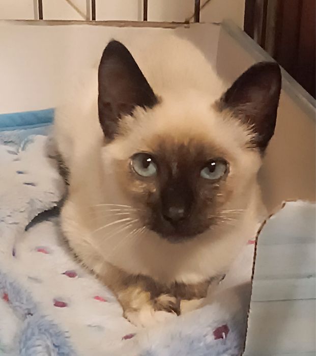 Gatinha bebé para adoção!