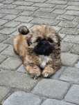 Sunia shih tzu brązowa