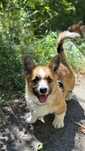 Szczeniak Welsh Corgi Pembroke FCI