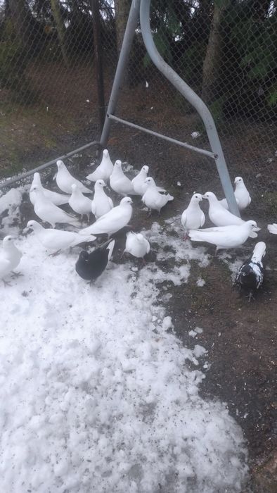 Gołębie wysokolotne cepele