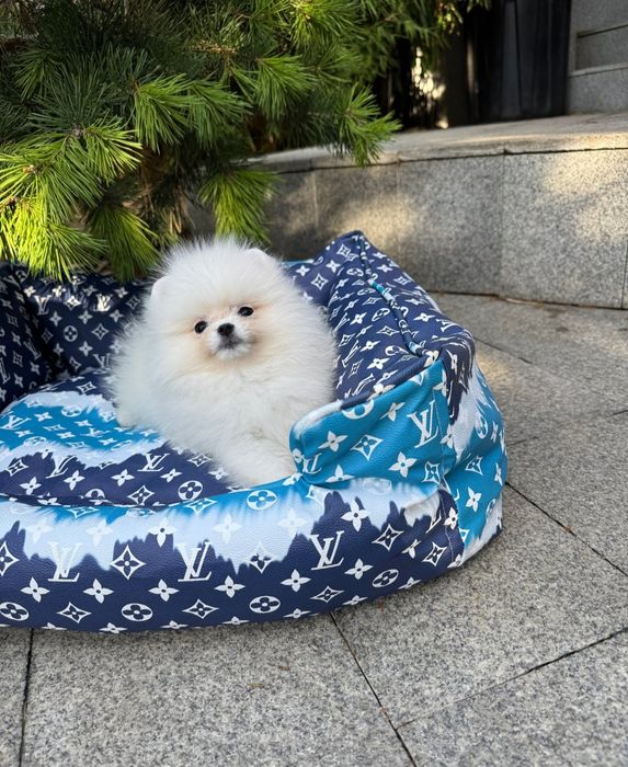 Szpic Miniaturowy Biała Kulka