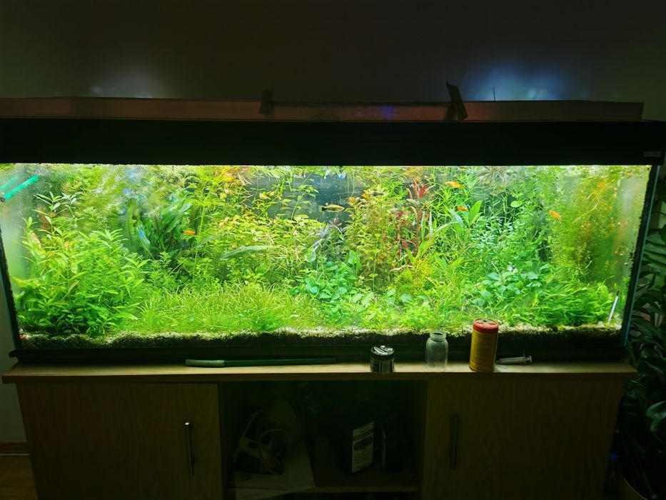 Zestaw 40 roślin akwariowych z anubiasem