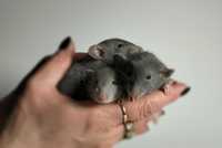 Szczur dumbo, szczury z domowej hodowli samce i samice różne kolory