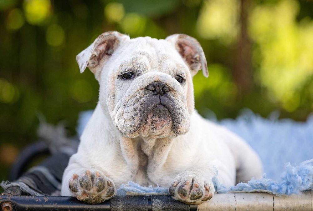 Buldog Angielski śliczna  dziewczynka