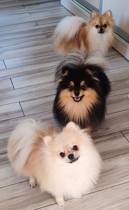 Померанский шпіц( Продаж) і (ВЯЗКА- риж1800грн,чорн.і сіро- крем3тис)