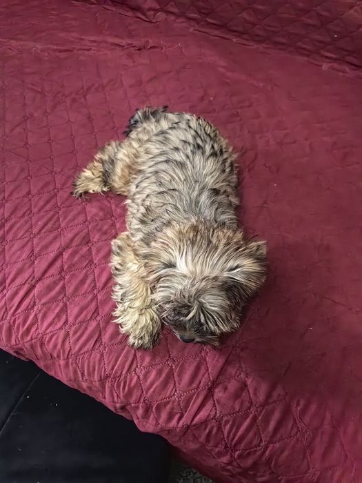 Śliczna sunia Ocean Pearl odchowana