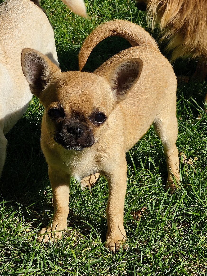 Chihuahua śliczny krótkowłosy piesek