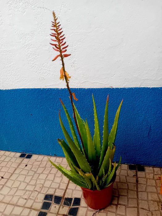 Aloe Vera Barbadensis