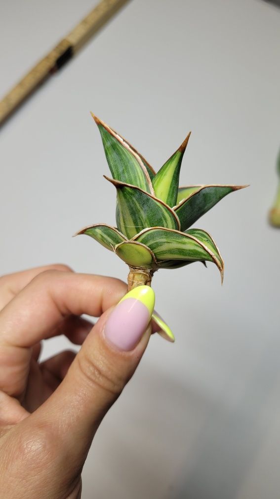 Sansevieria Pinguicula var