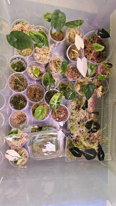 Алоказия Батвинг, Дракон Скейл, Мело...