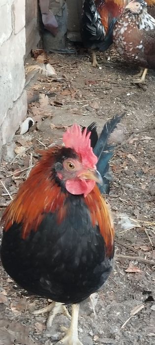 Продам карликовых петушков