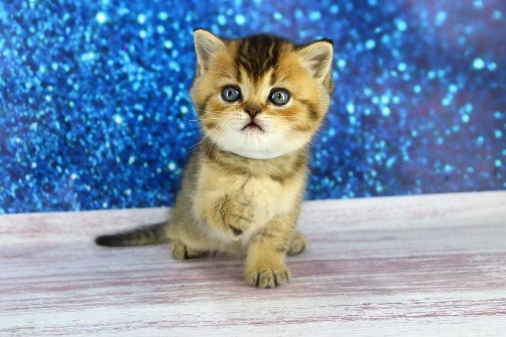 Хлопчик прямовушка. Є така саме дівчинка