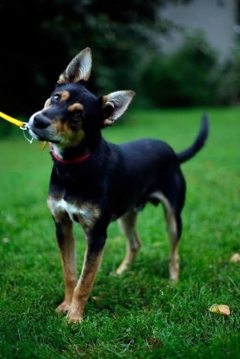 Bobidog szuka kochającego czlowieka