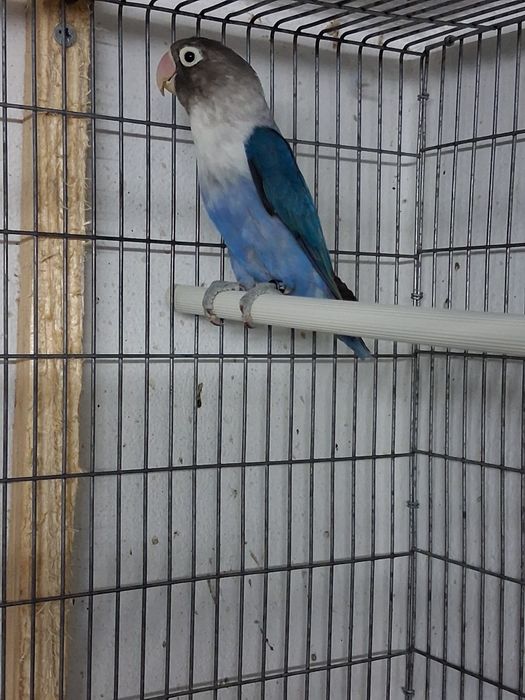 Agapornis persunatos