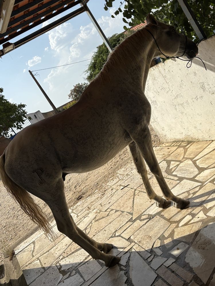 Cavalo alto manso