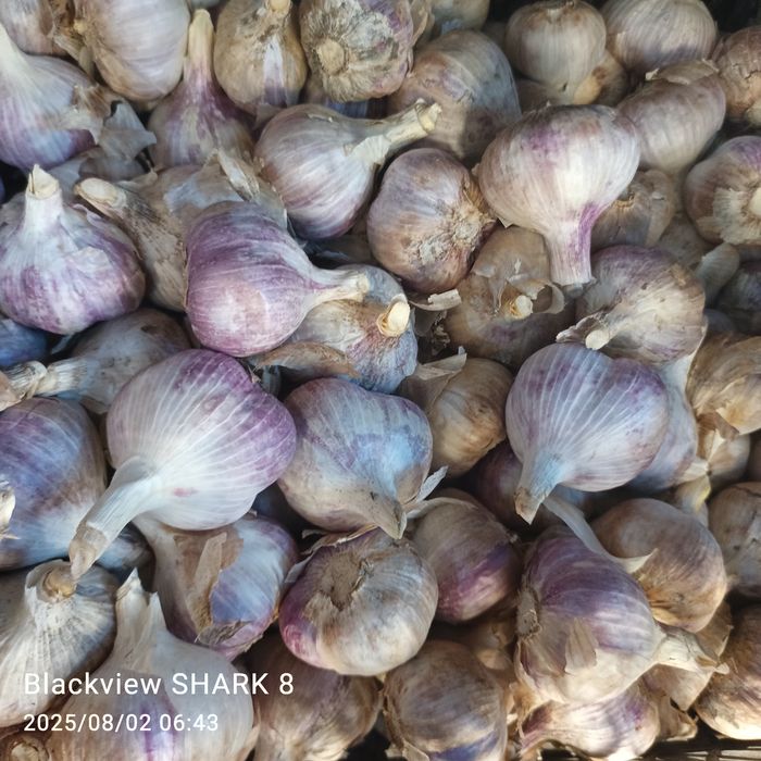 Продам зимовий часник