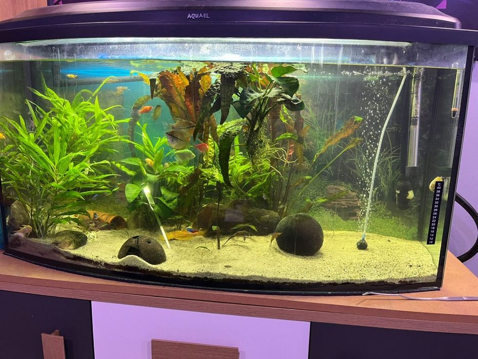 Akwarium z osprzętem, roślinami i rybkami.