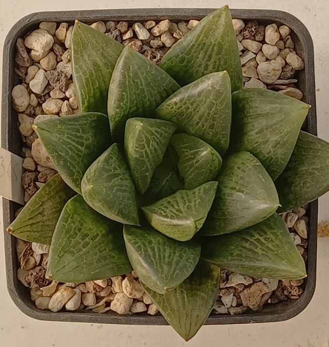 Suculenta Haworthia EF15B65
