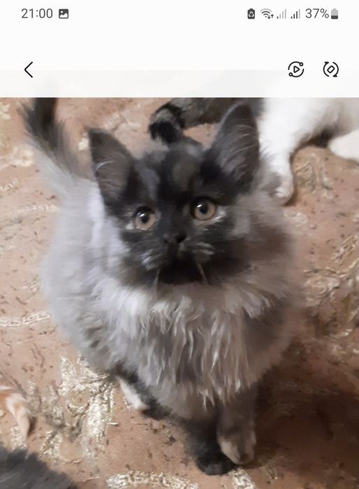 Котята, коты и кошки бесплатно