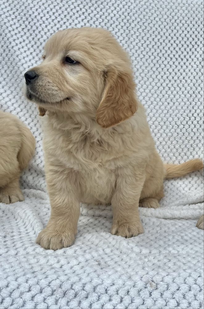 Szczenię Golden Retriever z rodowodem GOTOWE DO ZMIANY DOMU