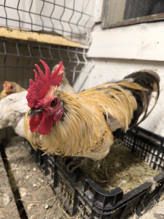 Kury kochiny miniaturkowe