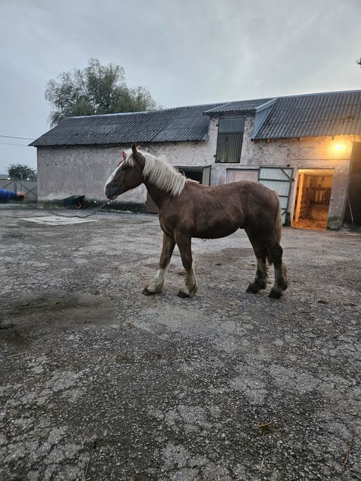 Sprzedam ogierka
