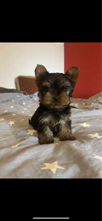 Yorkshire terrier