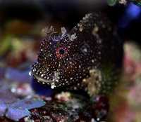 Akwarium morskie - Salarias ramosus