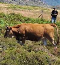 Oportunidade: Venda de 5 Vacas e 1 Touro Raça Barrosã + 1 Vaca Cruzada