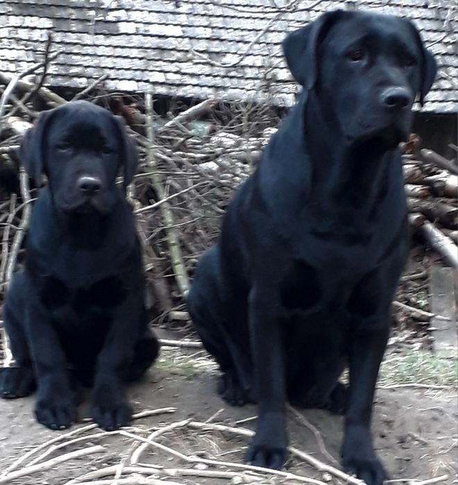 Labrador Retriever PIESEK
