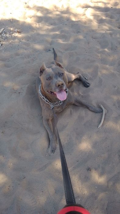 В'язка собак безкоштовно