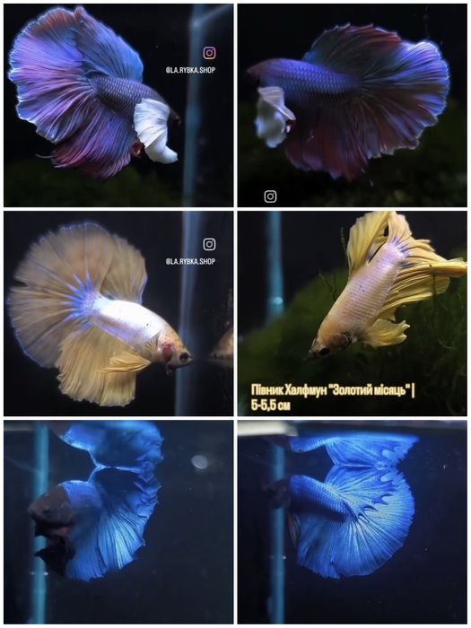 Рибка півник дамбо, халфмун, вуалевий