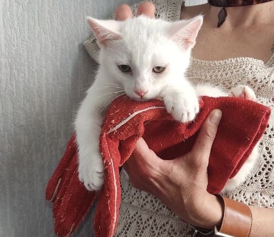 Казкові кошенята шукають родини!