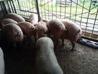 Продам свиней мясо -сальних 130-160 кг