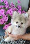 Szpic miniaturowy pomeranian suczka