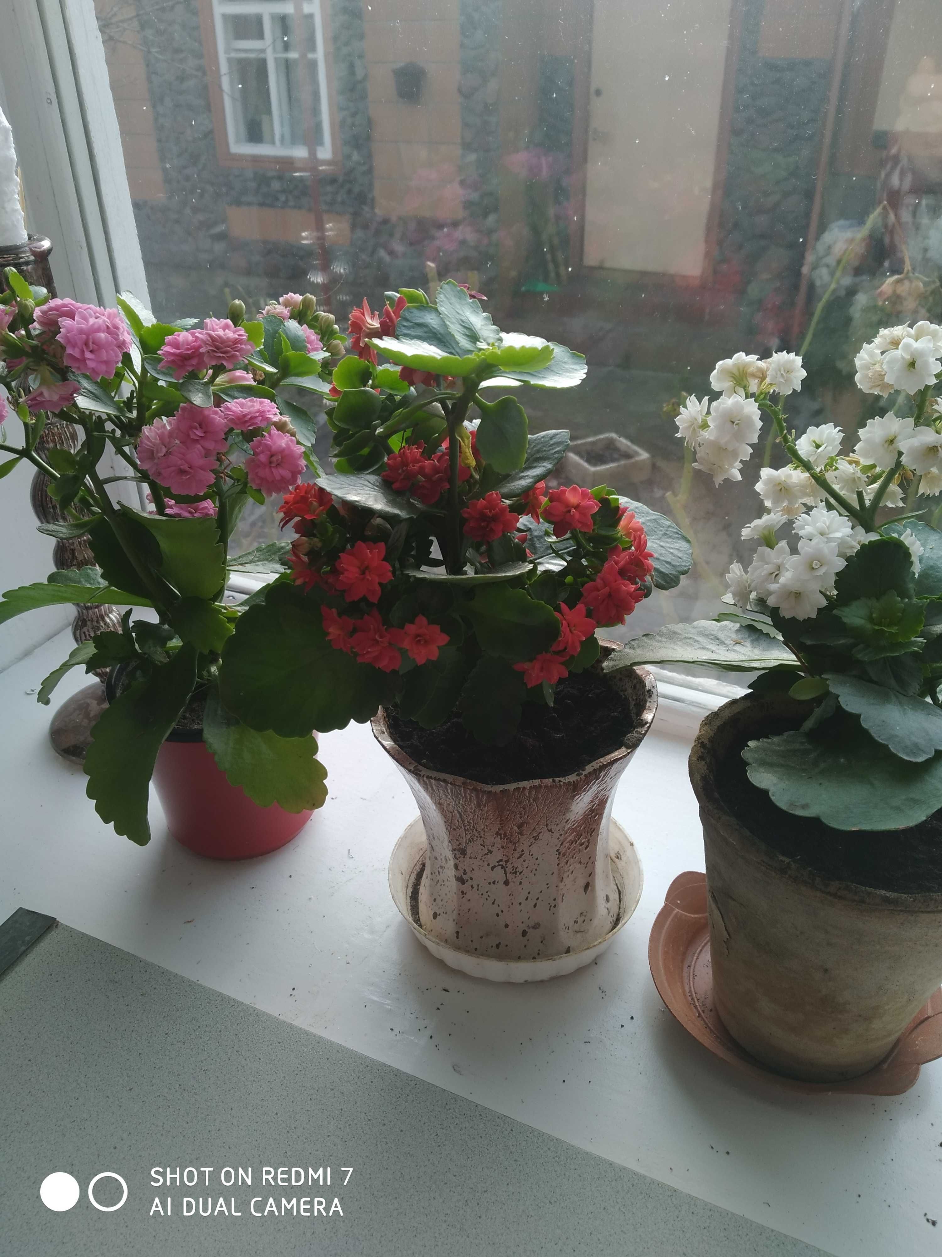 Сансевиерия и другие комнатные растения,цветущие фиалки,каланхоэ не