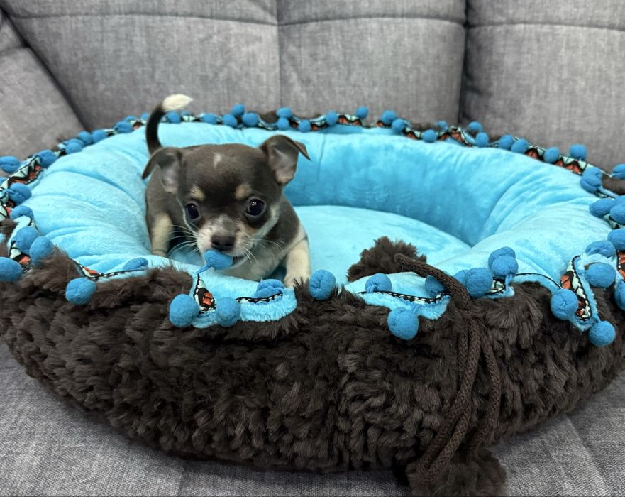 Chihuahua mini sunia niebieska tricolor