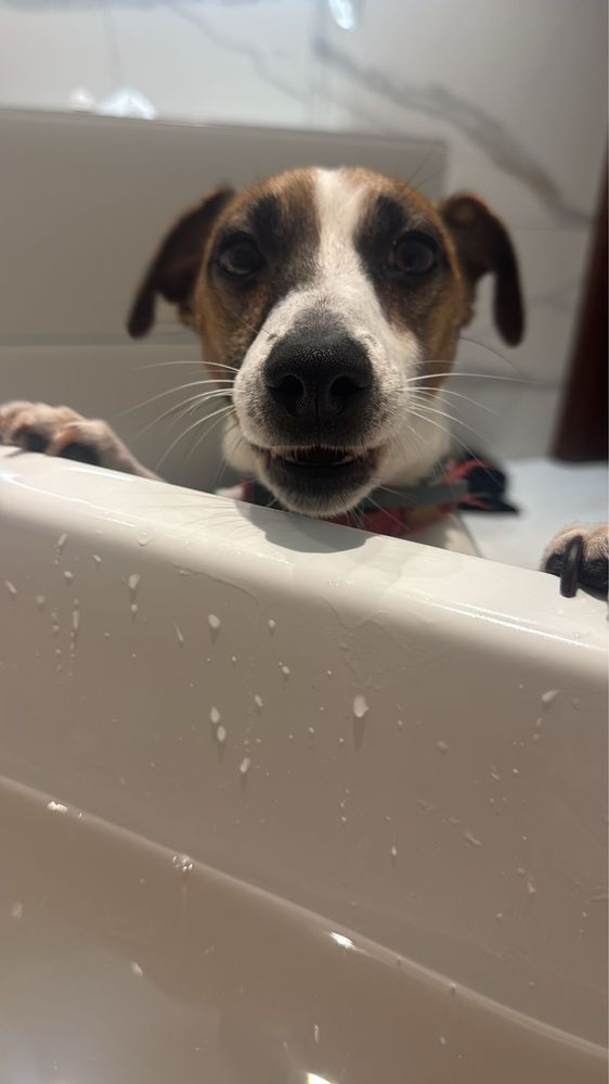 Jack Russel Terrier do adopcji ( kochany )