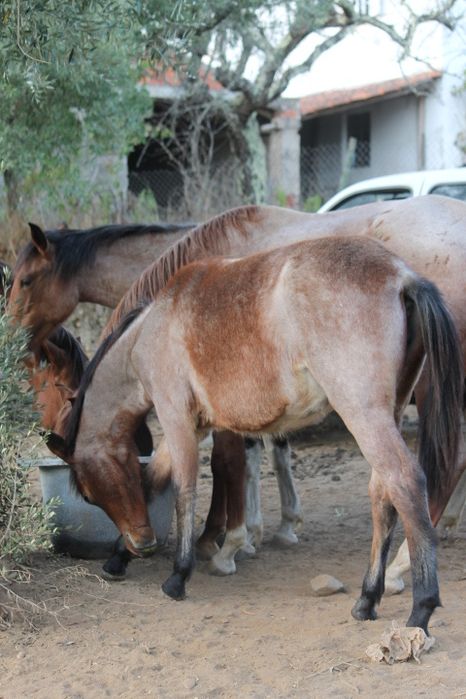 Vendo poldro/ poldras